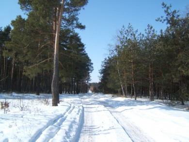 Лісовий масив поблизу села Вовківка