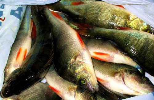Де в Полтаві можна купити безпечну для здоров’я рибу