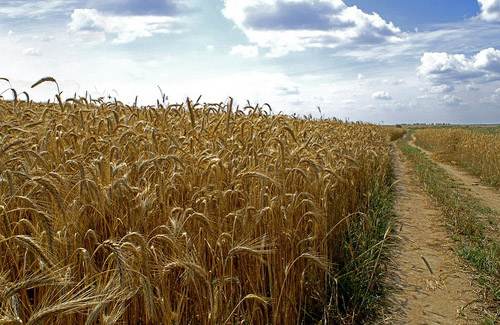 На Полтавщині почався збір ранніх зернових
