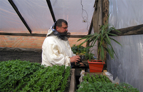 В області пропонують збільшити кількість площ для вирощування овочів у теплицях