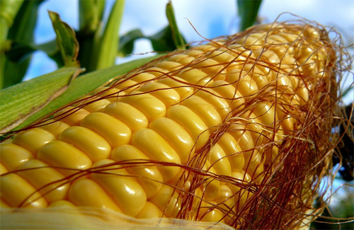В США  рекордный урожая кукурузы