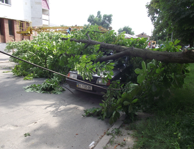 В Полтаве упавшие деревья повредили автомобили и перекрыли улицу