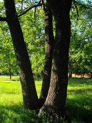 Подібні потрійні дерева у розвинених країнах одразу стають природними охоронними пам`ятками