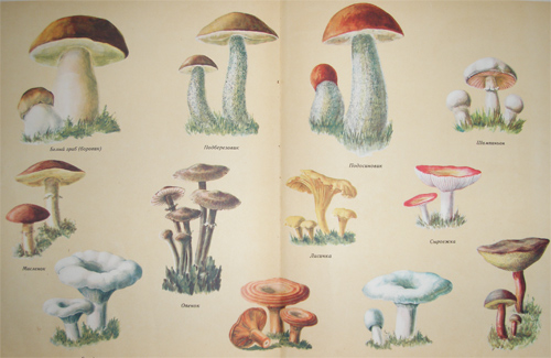 Їстівні гриби можуть таїти в собі «хімічну» небезпеку