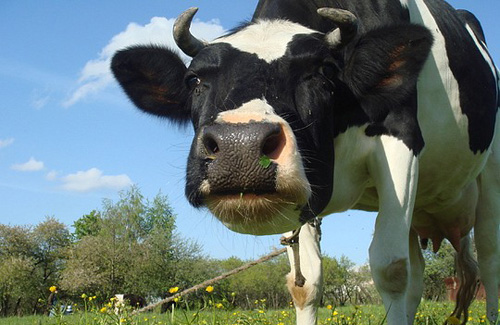 Росіяни не довіряють полтавським коровам із приватних садиб