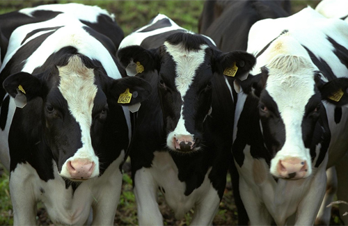 У Полтавській області найбільше корів та молока