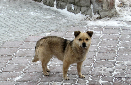 Бездомна собака у Кобеляках