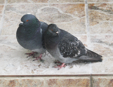 На 8 марта в Полтаве целуются голуби
