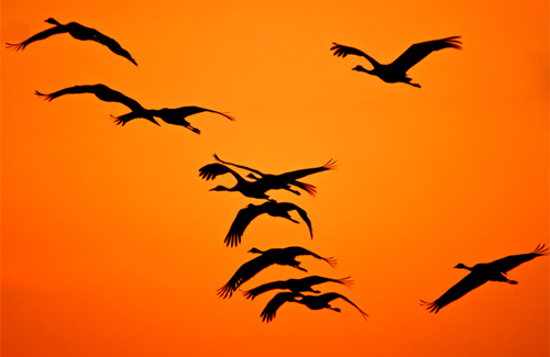 9 березня — Обертіння, тобто час, коли птахи «обертаються», повертаються із вирію