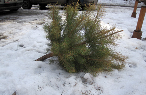 Полтавчане выбрасывают новогодние елки в середине марта