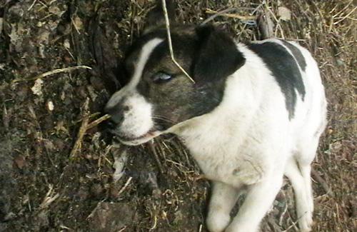 Несмотря на приказ Минприроды, в Полтаве продолжается уничтожение собак