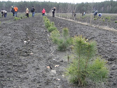 Губернатор Полтавщини із школярами посадив дерева