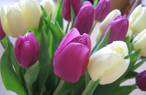 Тюльпаны перед 8 марта стоят от 11 гривен за цветок