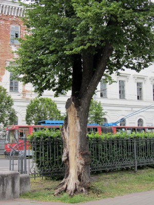 Аварійне дерево у Корпусному парку