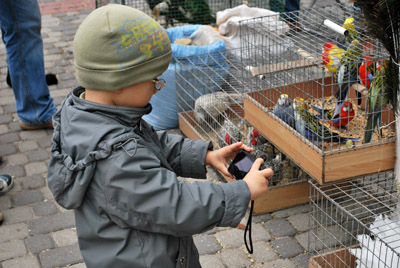 виставка голубів та птиці