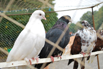 виставка голубів та птиці