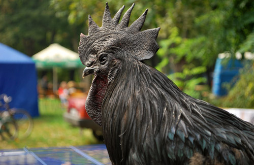 На виставку голубів у Полтаві привезли півня вартістю в 5000 гривень