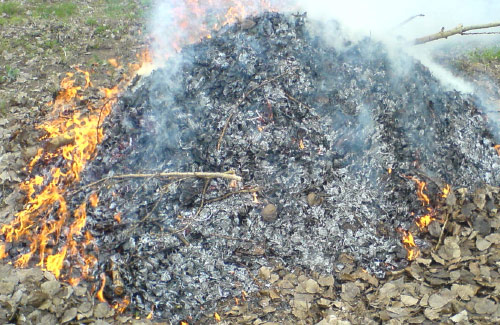 Інспекція з благоустрою у Полтаві просить не спалювати листя