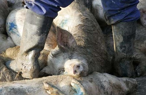 Трупи свиней, що загинули від африканської чуми