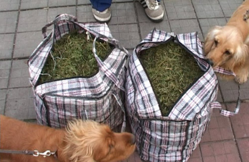 На Полтавщині чоловік перевозив 26 кілограмів марихуани приміським автобусом