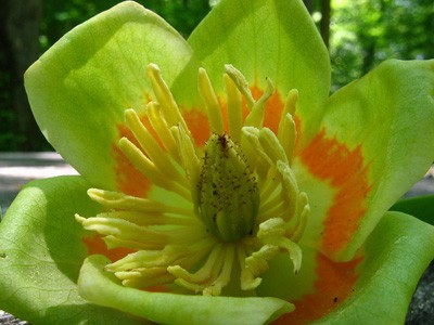 Тюльпанне дерево унікальне своїми крупними квітами, що з’являються наприкінці травня — на початку червня