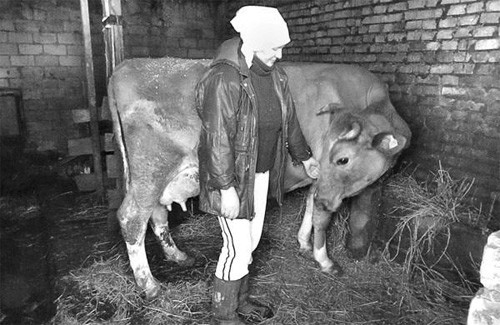 Ирина Снисаренко гладит свою корову. Ветеринары заставляли зарезать животное