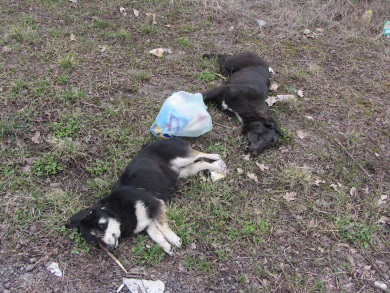 У Полтаві на вулиці Яківчанській лежать трупи собак