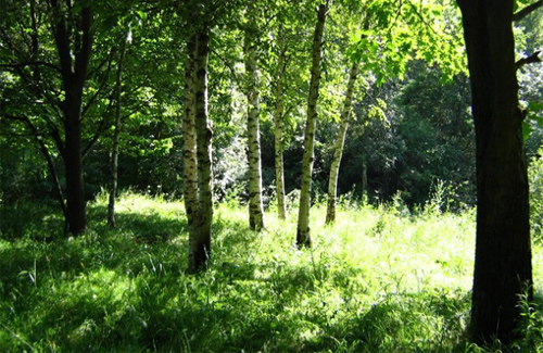На Полтавщині заборонили ходити до лісу на шашлики