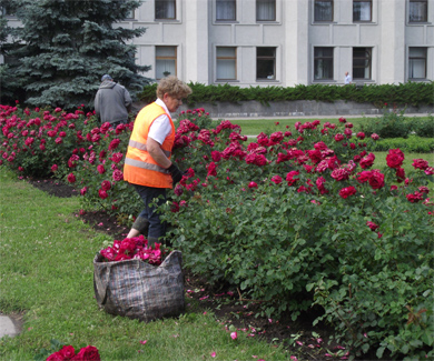 Перед Полтавской облгосадминистрацией тотально срезали бутоны роз