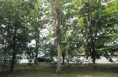 Cухе дерево на вулиці Великотирнівській