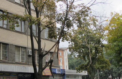 Аварийное дерево на улице Пушкина в Полтаве