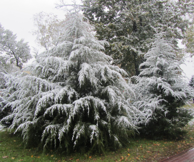 Сніг на свіжих деревах