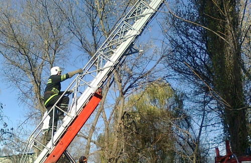 Пожежники знімають орла з дерева