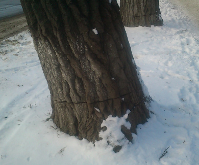 Пошкодженні дерева по вулиці Пушкіна