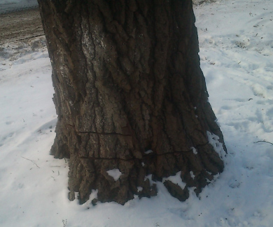 Пошкодженні дерева по вулиці Пушкіна