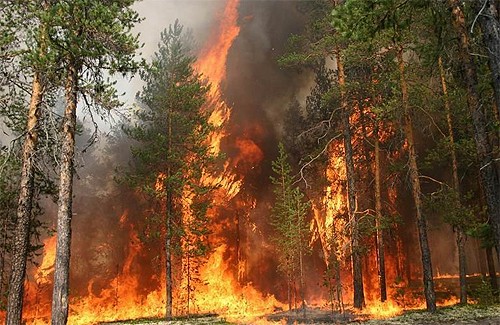 У Кременчуцькому лісгоспі сталося дві пожежі
