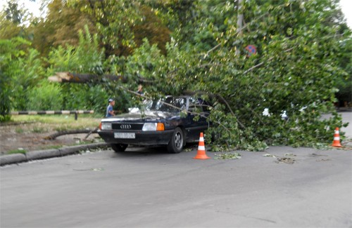 На вулиці Грушевського у Полтаві на автомобіль впало дерево