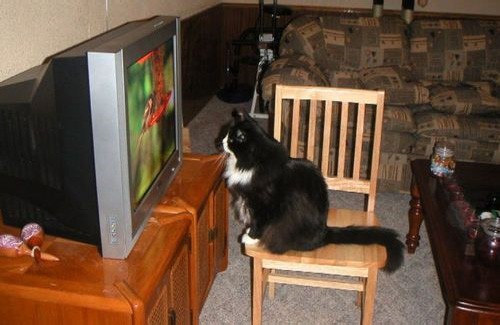 Вночі, коли господарі сплять, кішка включає телевізор...
