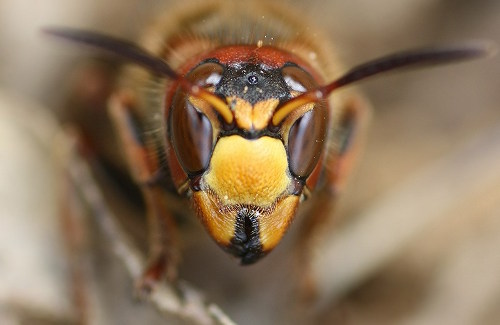 Укус шершня наиболее ядовит, среди известных на сегодняшний день насекомых