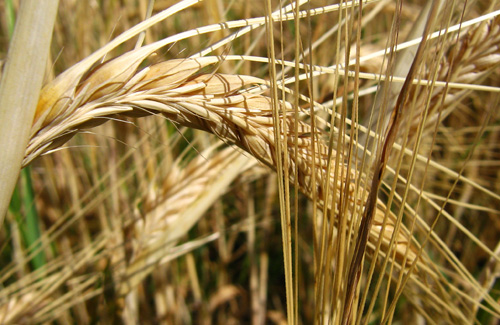 Митники планують перевіряти все заявлене до експорту зерно