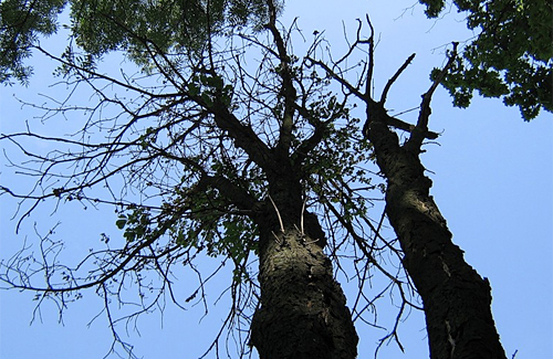 Аварийные деревья в центре Полтавы (2010.06.21)