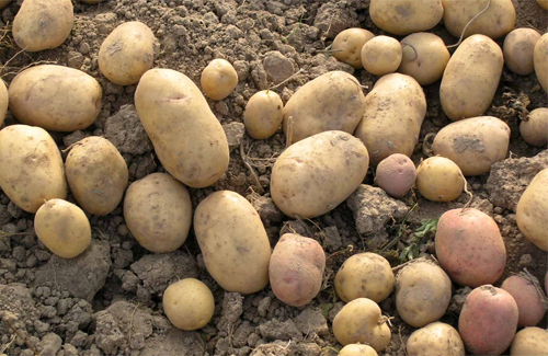 На Полтавщині врожай картоплі на 20% менший, ніж торік