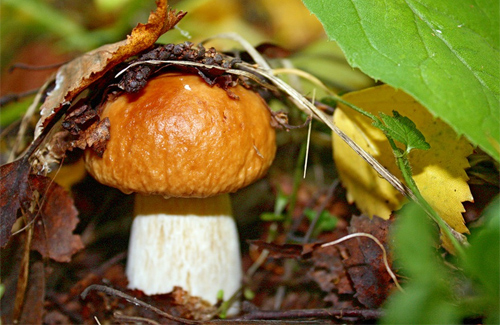 Як уберегтися від отруєння грибами — поради медиків