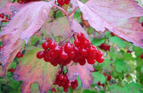 Осенние ягоды — готовим организм к зиме
