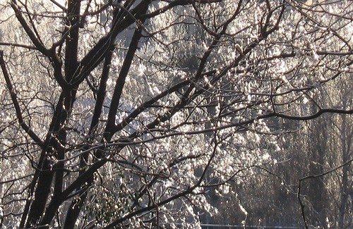Дерево, покрытое ледяной глазурью, сияет на солнце