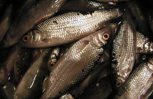 80 кг риби — такий улов двох полтавських браконьєрів