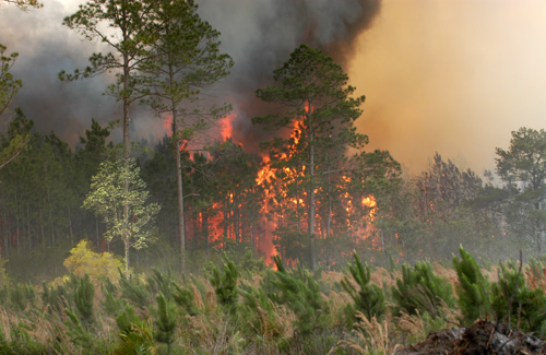 Аномальная для ноября температура воздуха способствует лесным пожарам?