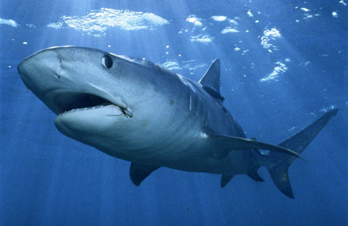 Полтавские турагентства комментируют нападения акул в Египте