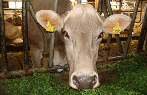 Полтавщина посідає перше місце в Україні по поголів’ю великої рогатої худоби