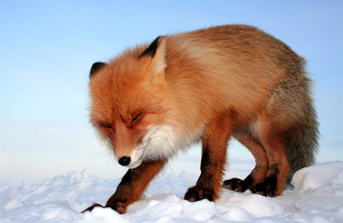 На Полтавщині відстріляють скажених лисиць